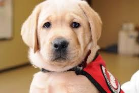 Can Do Canines Assistance Dogs