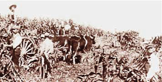 Farm Colony